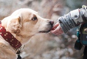 Tillid i form af hund